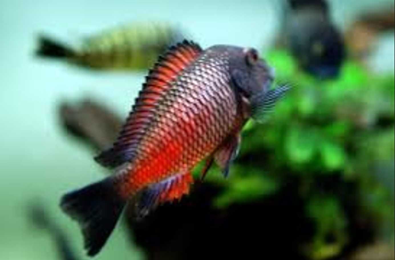 Tropheus sp. Moliro Red - pokolenie F1 - dowóz, wysyłka