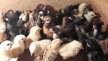 Pintos*Frangos*Galinhas*Patos*Pavões*Faisões*Pombos