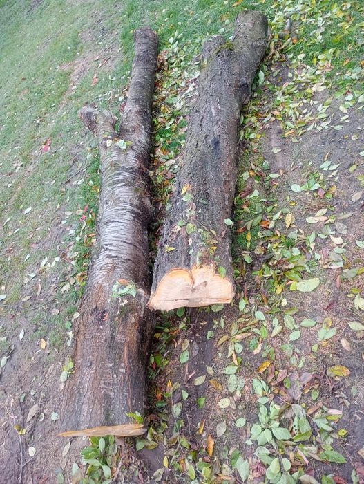 sprzedam 2 kłody czereśni