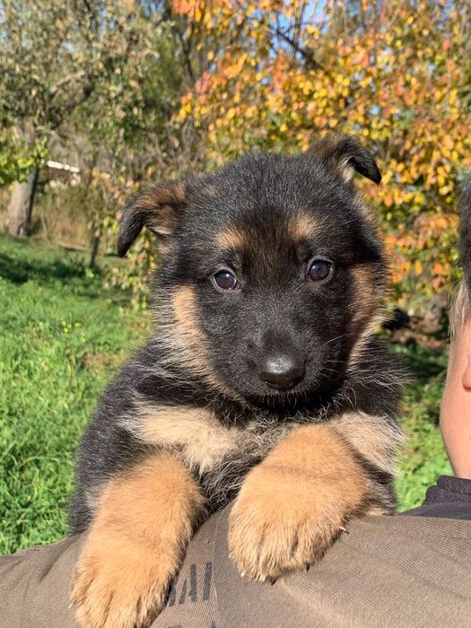 Можливо,то ваша мрія?