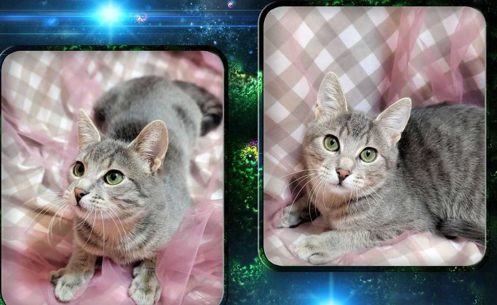 віддам кошеня 3міс 2 вакцини