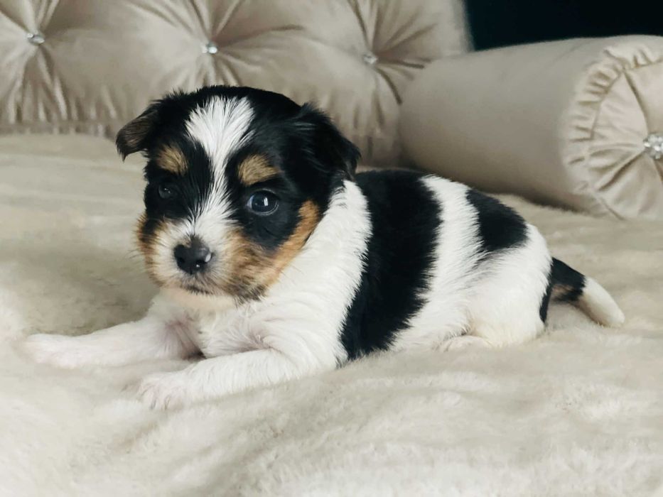 York Biewer - piękna malutka suczka po sprawdzonych przodkach.