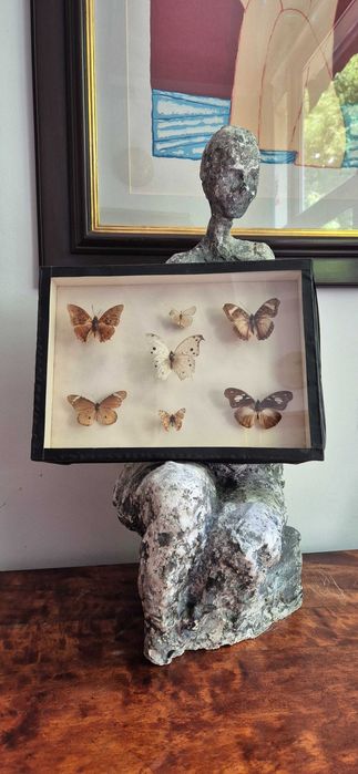 Kolekcjonerska gablota Brazylijskie motyle Antyk dekor lepidopterolog