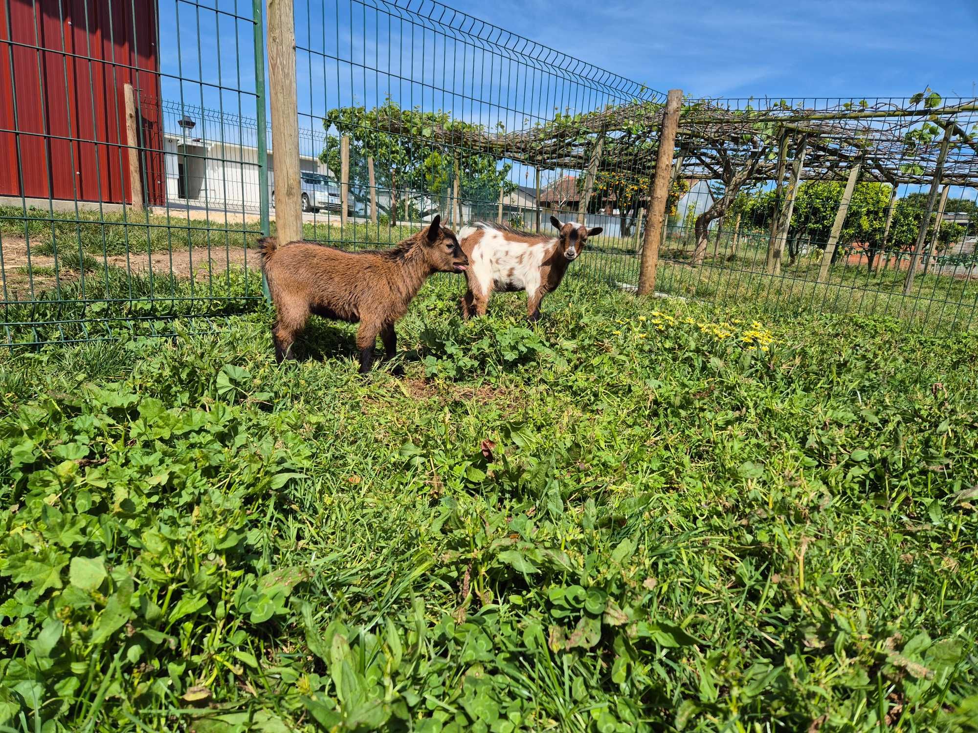 Cabras Micro Anãs