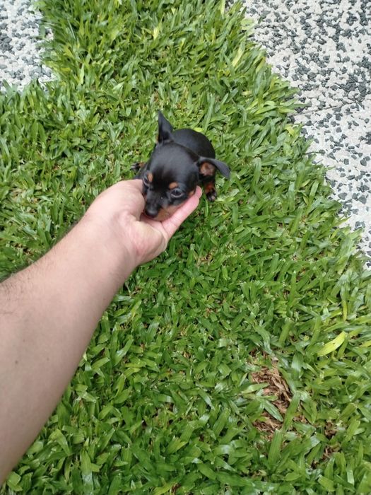 Pinscher miniatura disponível