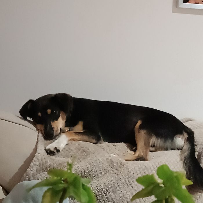 młoda, nieśmiała, mała sunia do adopcji