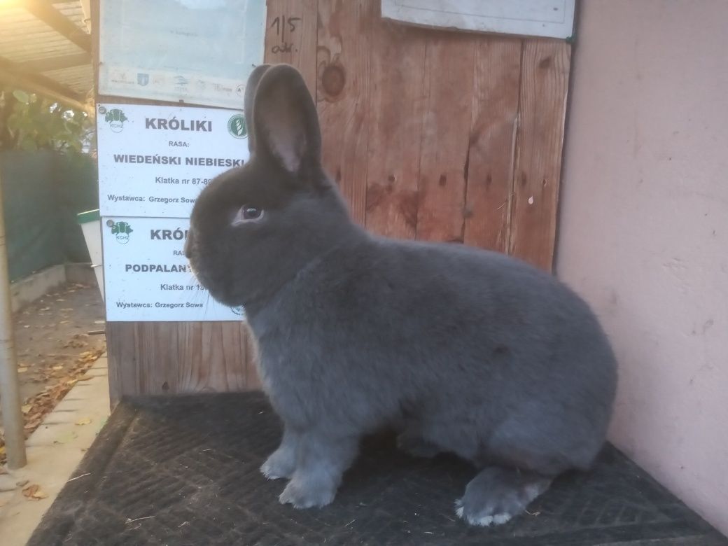 Królik wn,wiedeński niebieski,wiedeńskie niebieskie