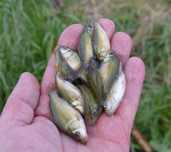 Karp Lipcowka Karpia Transport