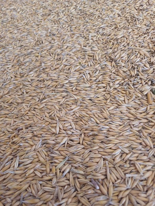 Owies jary tegoroczny