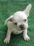 Bulldog francês macho cor Platinum