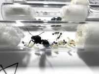 Messor Barbarus kolonia