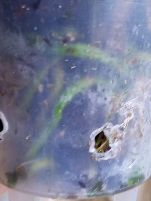 Орхідея Taida smail Little green