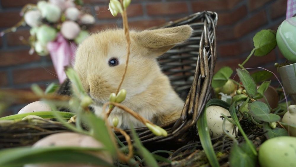 Mini lop mały baranek karzełek zarejestrowana hodowla Poznań Teddy