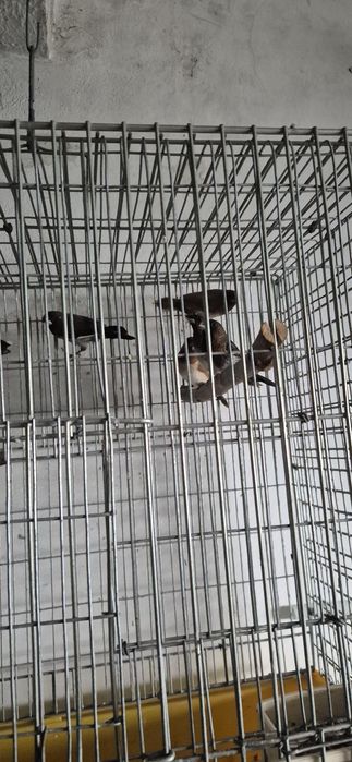 Bengalins  do Japão