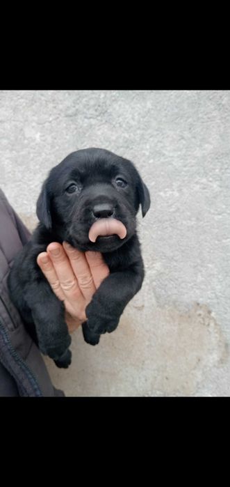 Labradora prete menina