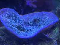 Echinophyllia Green Chalice - korale morskie