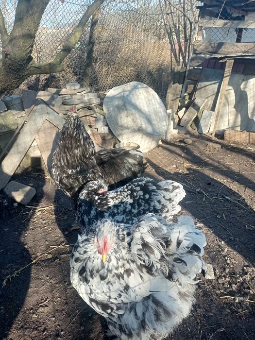 Кохінхін мраморний інкубаційне яйце мрамурний