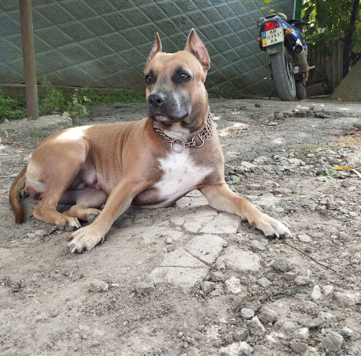 Приймаю замовлення  на щинків амм стафа   Чистої породи