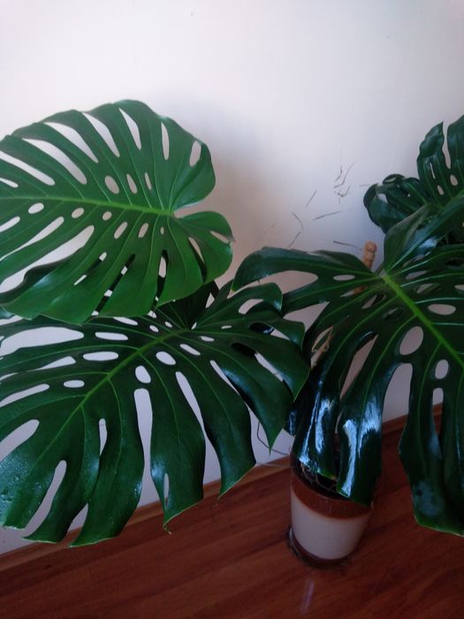 Продам шикарну Монстеру Делікатесну