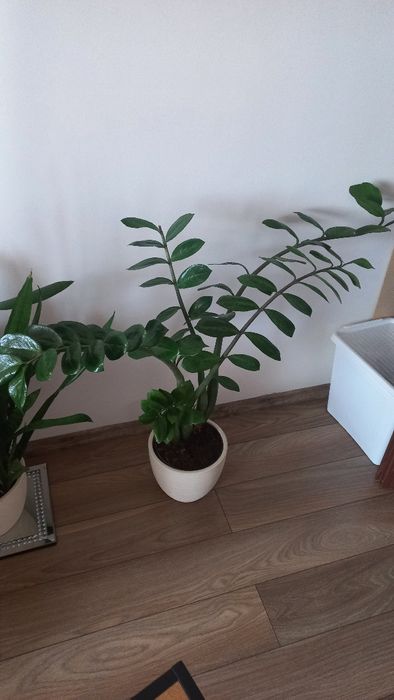 Duży, zdrowy Zamiokulkas – kwiatek roślina doniczkowa