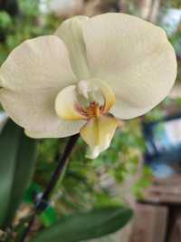 Орхидея Карина или Африканский закат.
