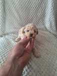 Pudel miniaturowy