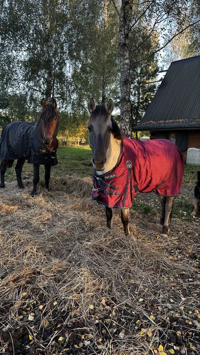 Klacz konik polski