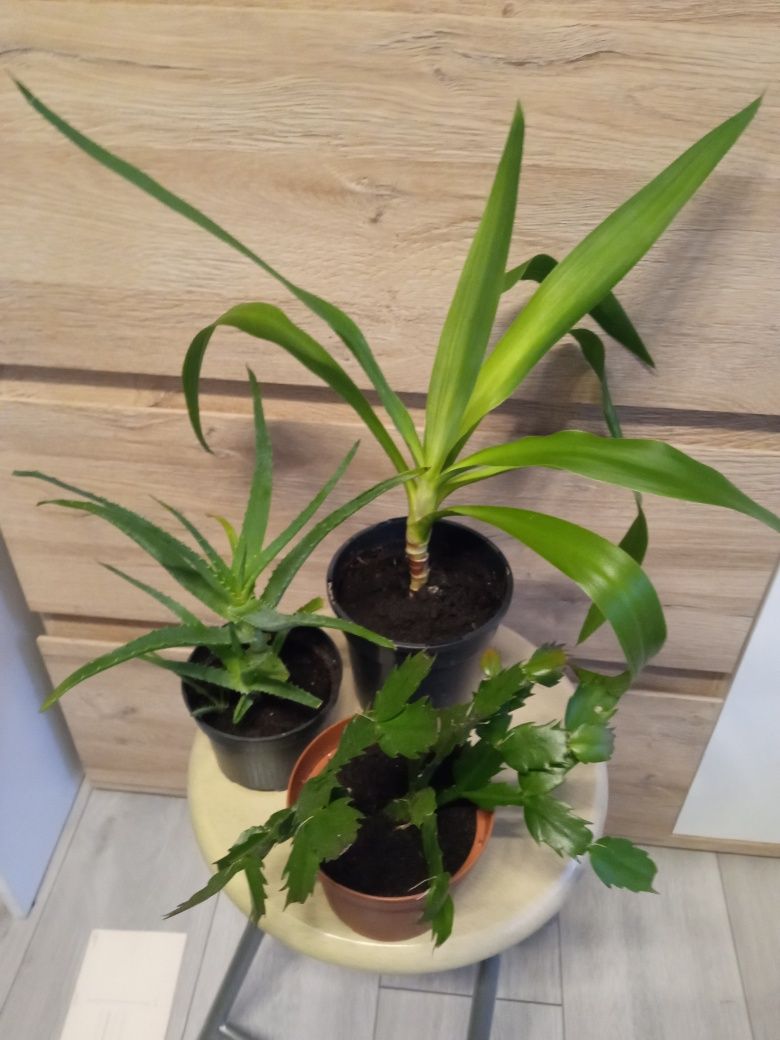 3 roślinki świeżo posadzone
