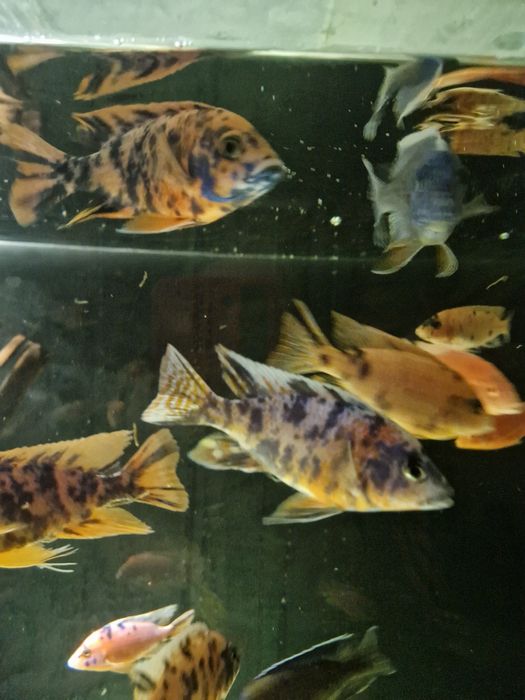 Pyszczaki Aulonacara Calico