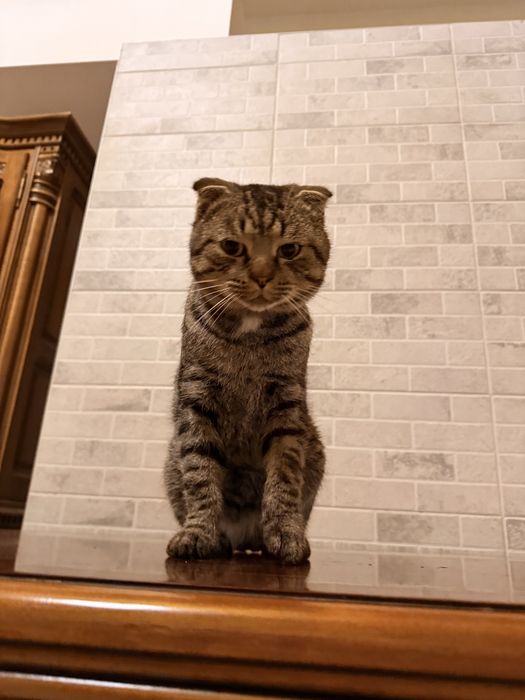 висловухий котик