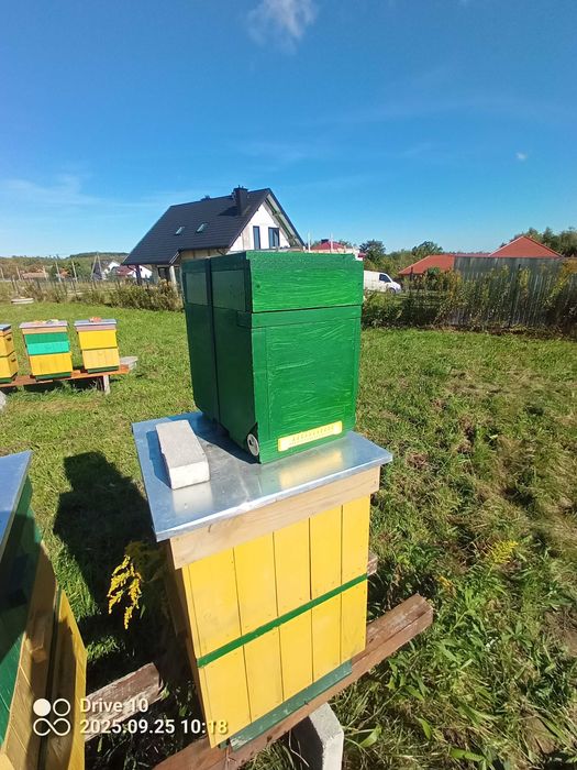 Ul Ule wielkopolskie odkładowe, odkładowy, odkładówka