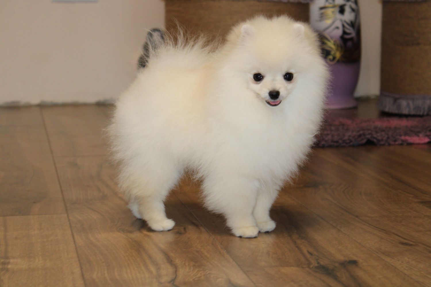 Pomeranian female cream colour FCI kennel Померанський шпіц дівчинка!