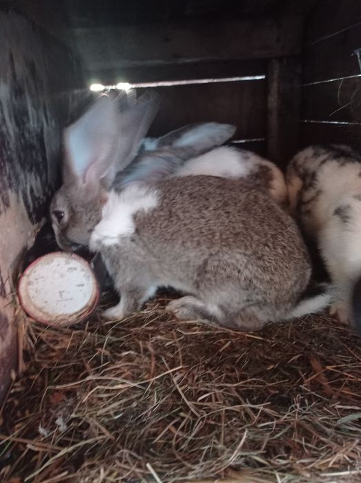 Kroliki młode, mieszance