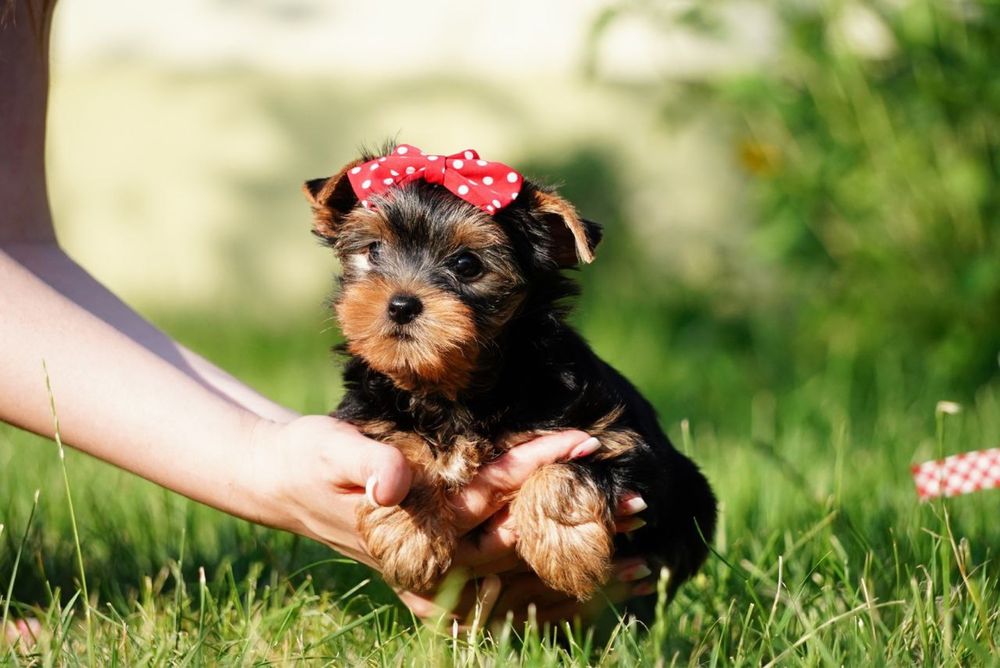 Ідеальні для обіймів – лагідні цуценята йорка чекають нову сім’ю