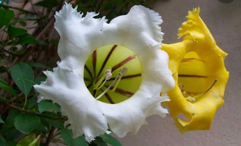 Соландра крупноцветковая