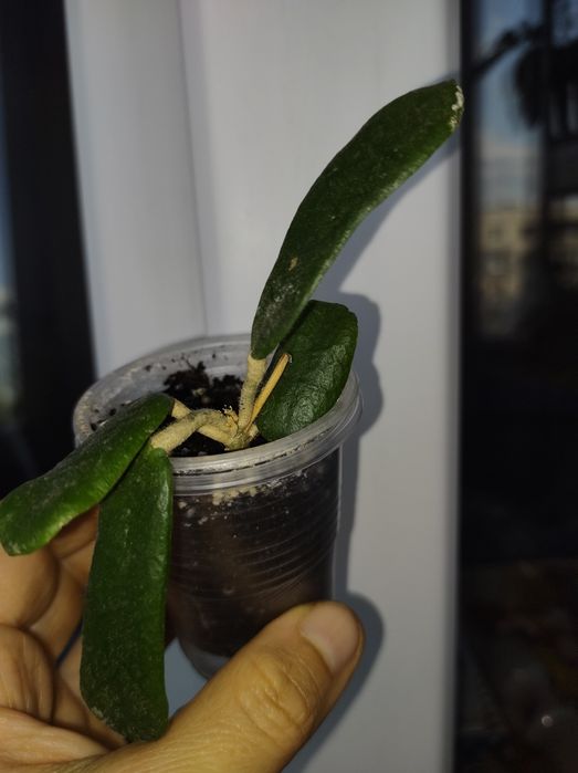 Хойя обовата суперспл,стардаст,bahoi,kalimantan,flores island gunung