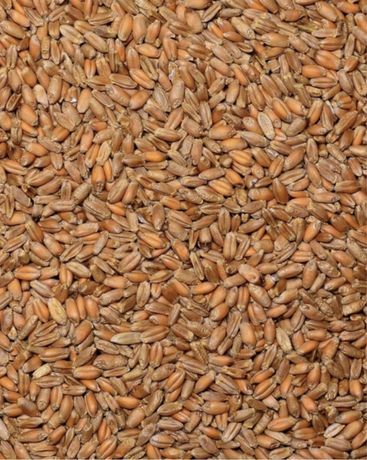 Зерно Пшеница и Ячмень с доставкою