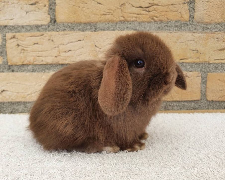 KIT Coelhos anões orelhudos, mini lop super inteligentes e dóceis