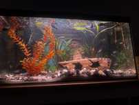 Akwarium 60 litowe