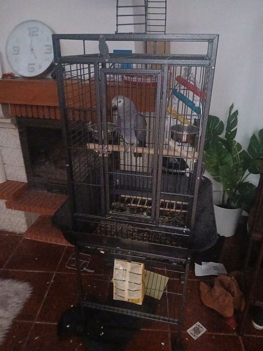 Papagaio com 8 meses