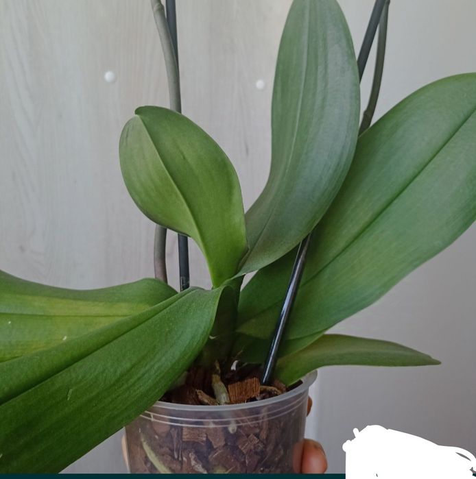 Орхідея Phalaenopsis, біла