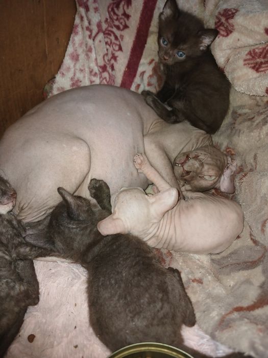 Продаются Донской сфинкс котята