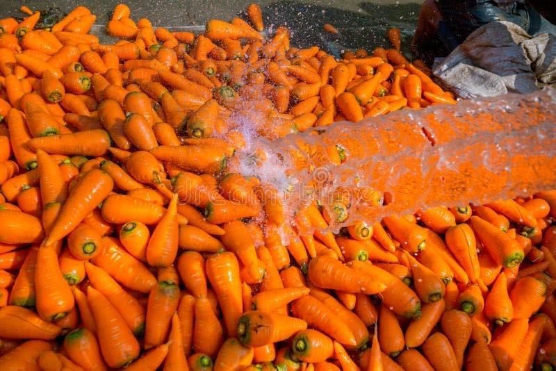 Cenouras big bag 1000kgs