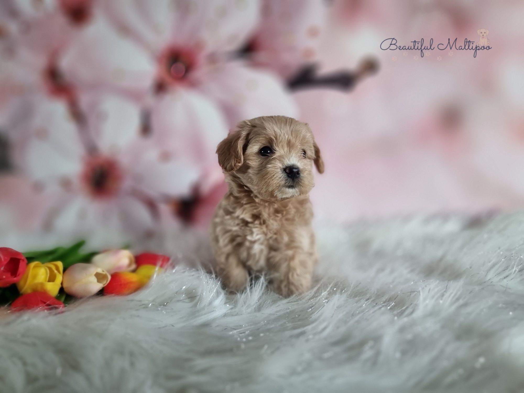 Maltipoo śliczne szczeniąta po pięknych rodzicach