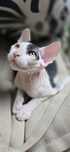 WCF Don Sphynx  kotek