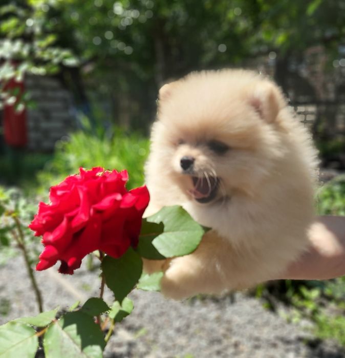 Шпіц, міні розмір, зріст 21 см., КСУ, досвід.