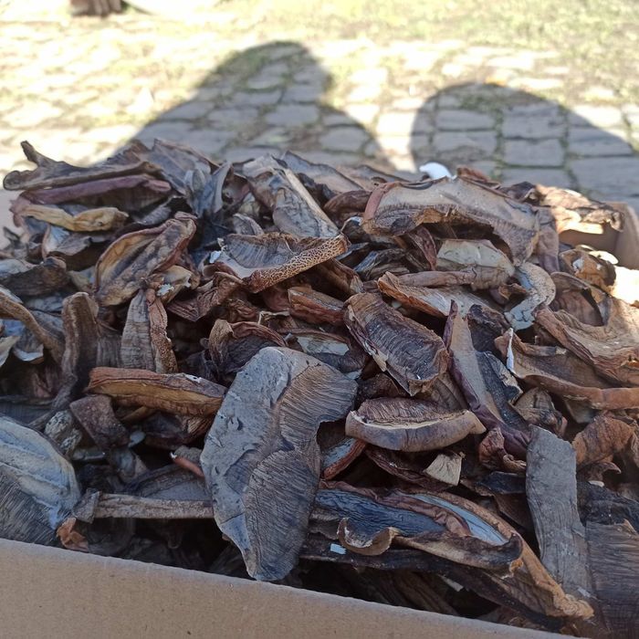 Продам різні смачні гриби