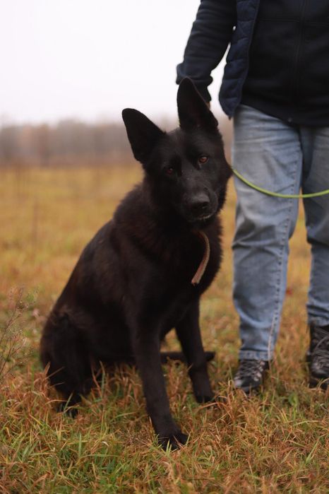 Czarna sunia, spokojna i lojalna szuka kochającego opiekuna
