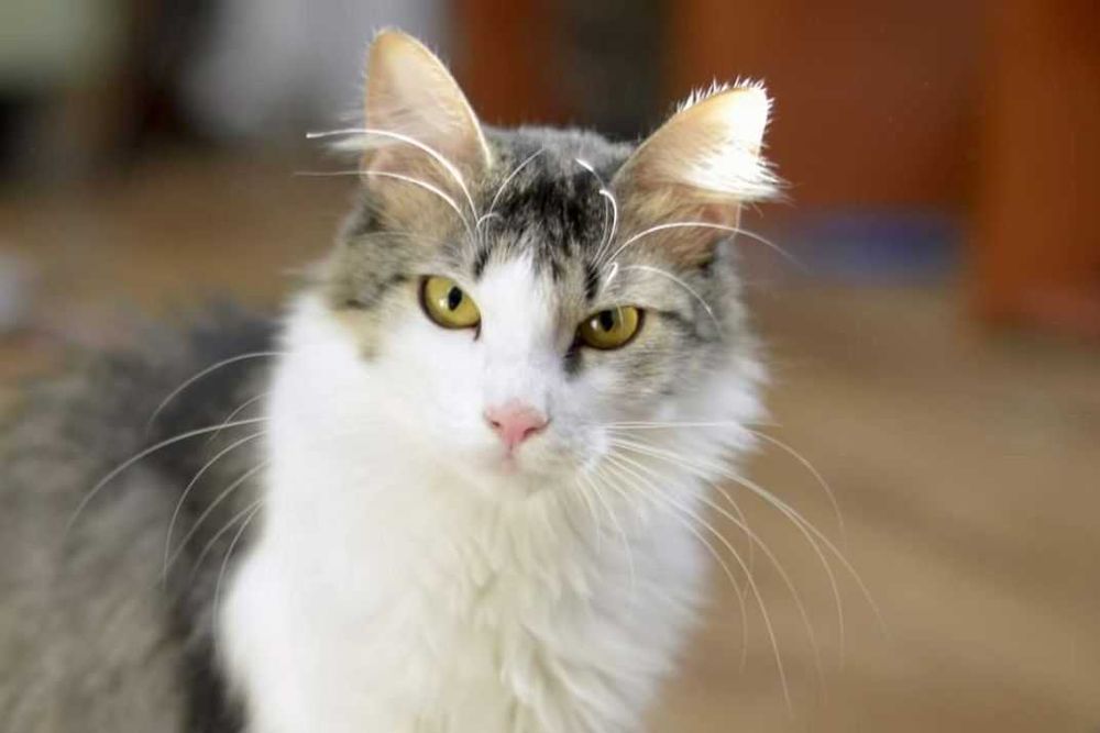 віддам стерільну молоду кішку