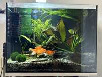 Akwarium z rybkami 80l